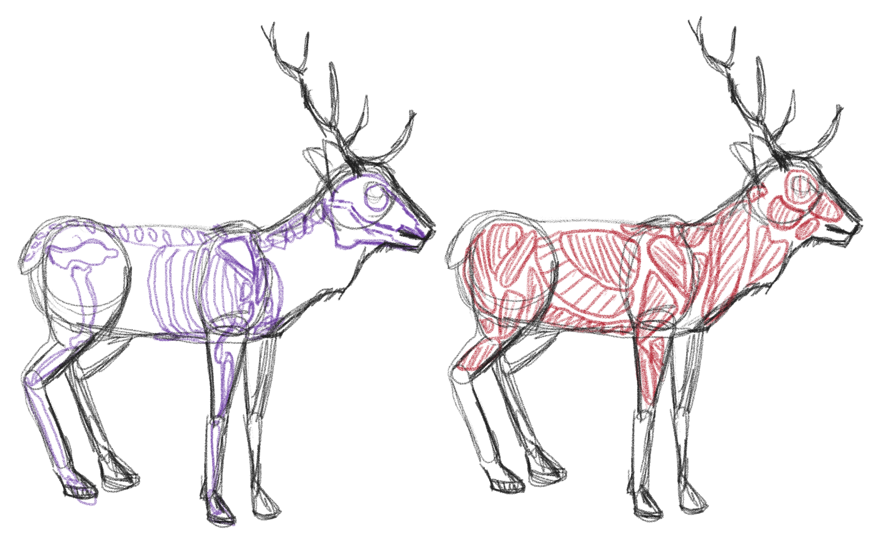 Deer anatomy exercise