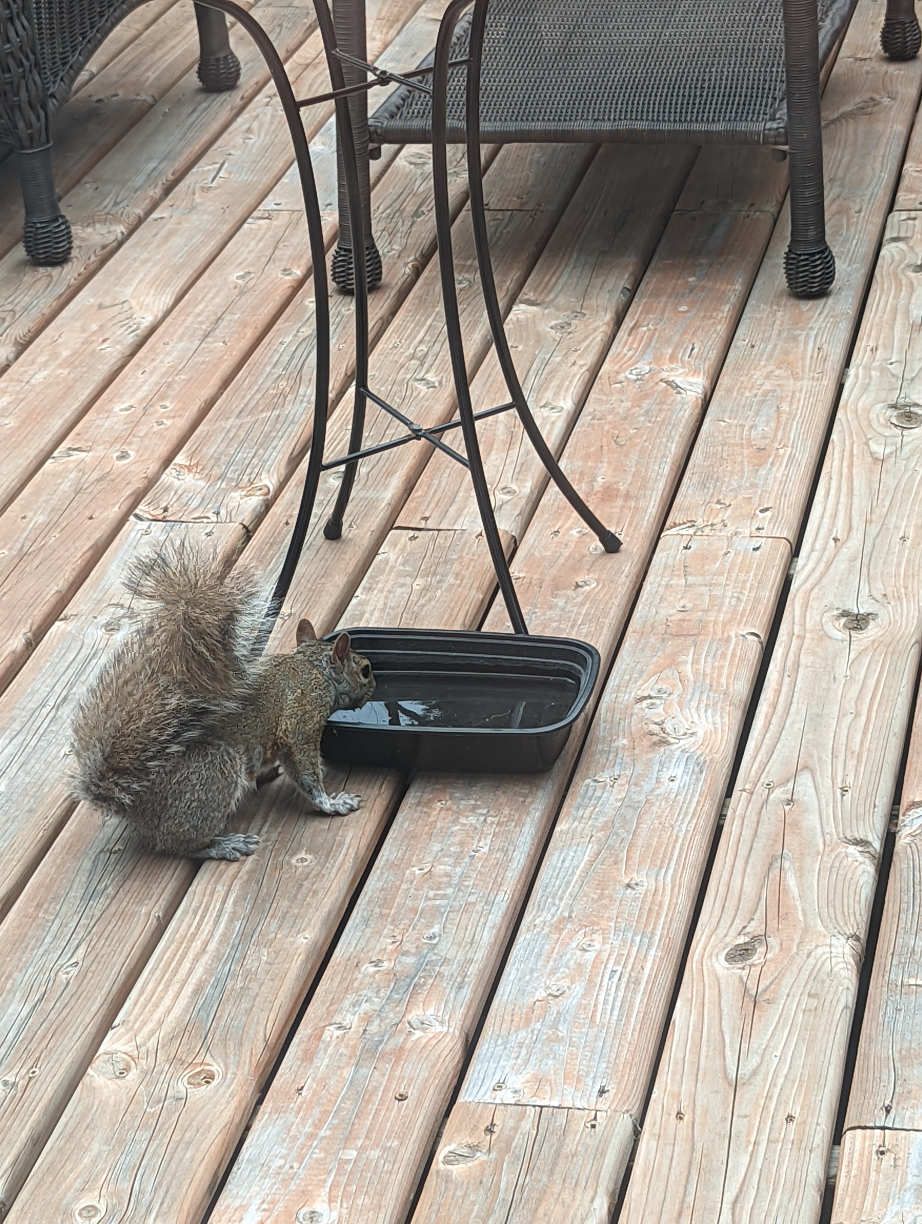 Photograph of a squirrel visiting our water dish.