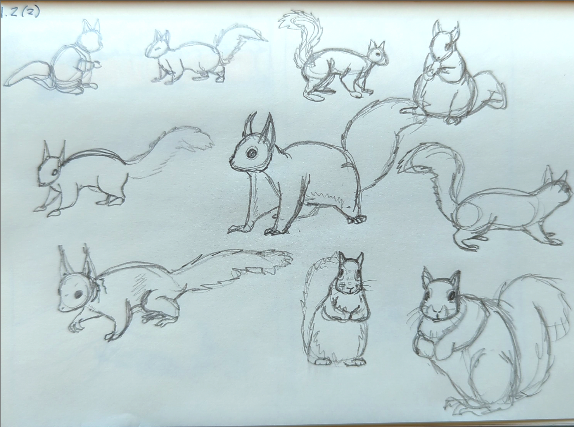 Photo of a sketchbook page covered in small squirrels