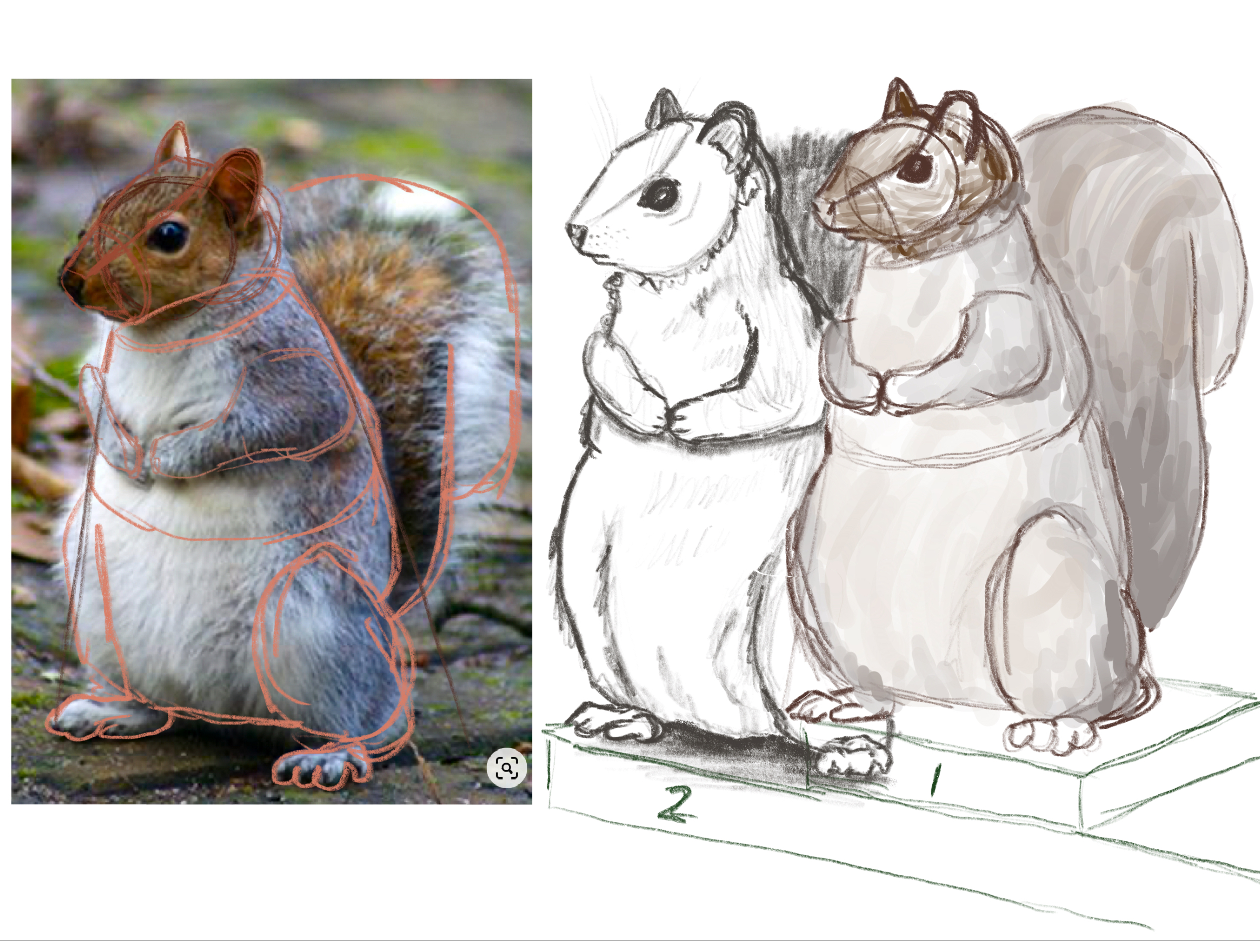 Squirrel study 1