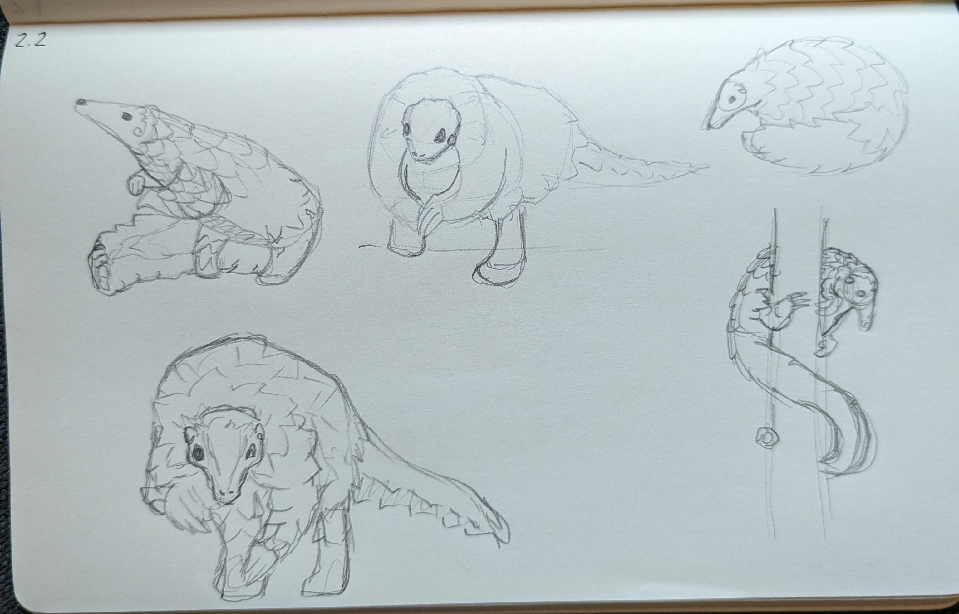 Quick pangolin sketches using references