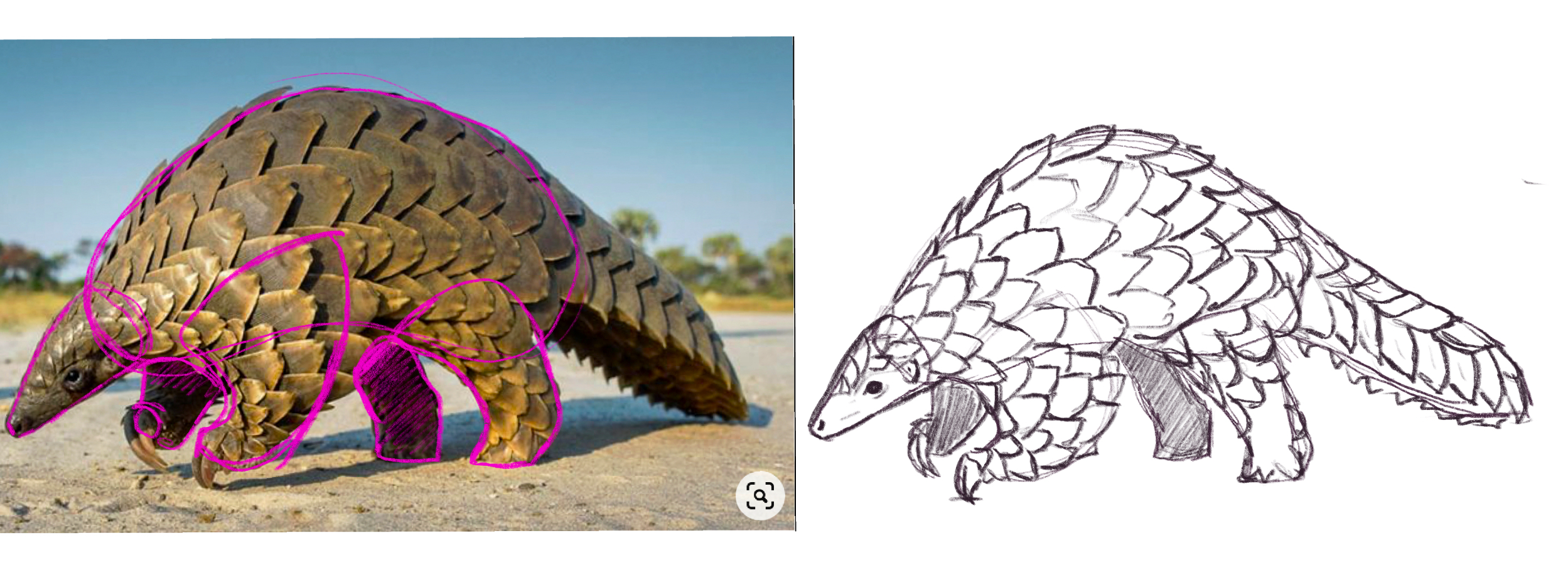 Pangolin walking