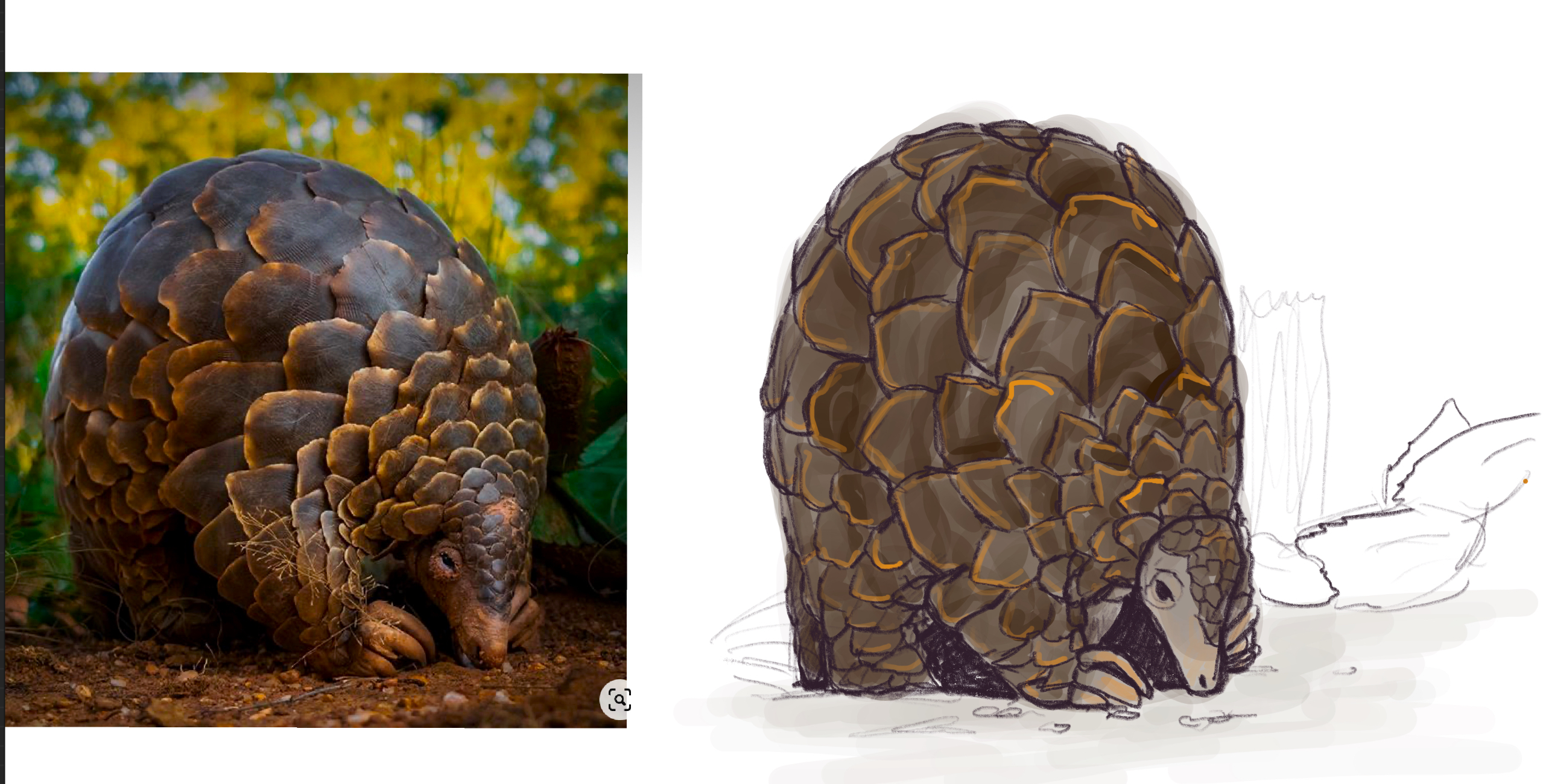 Pangolin trying to be a ball.