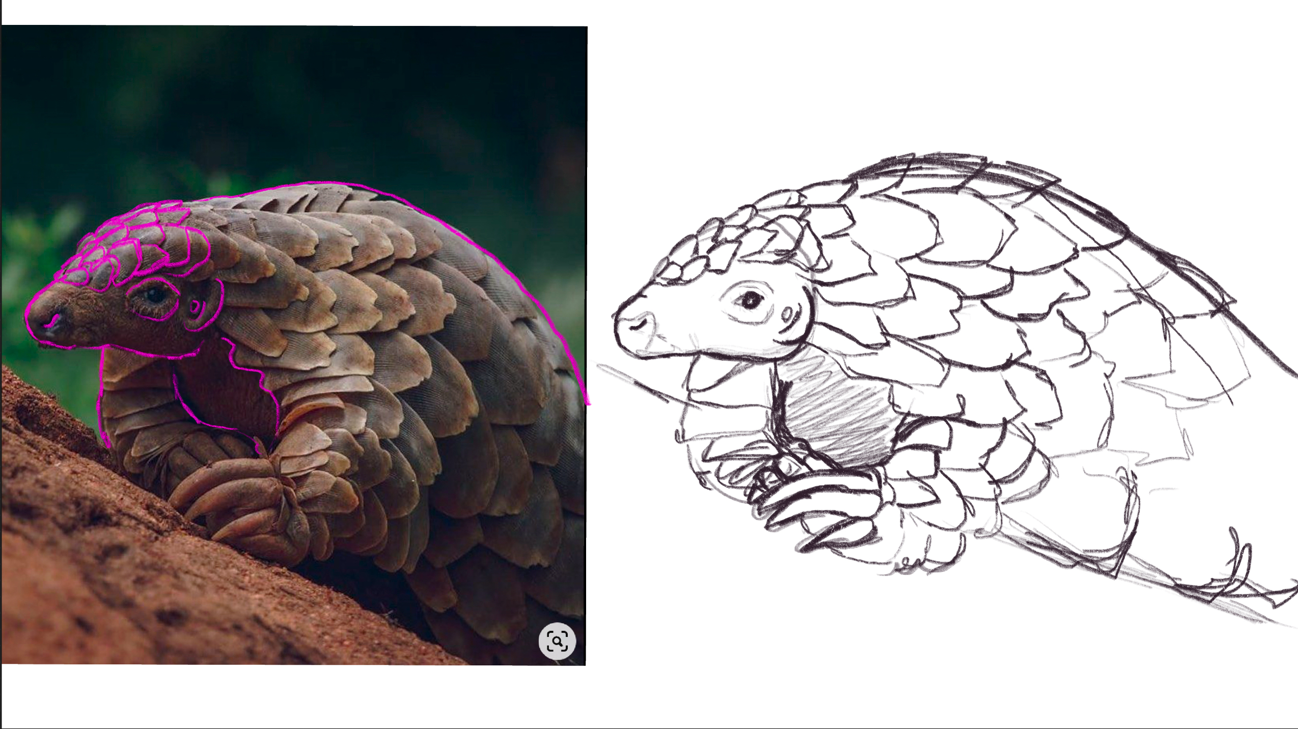 Close up artsy shot of a pangolin.