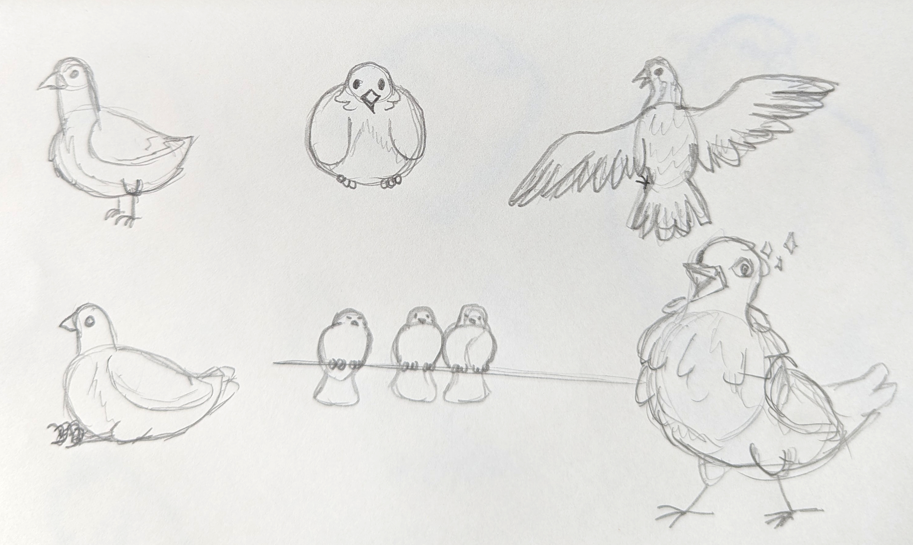 First pigeon sketches.