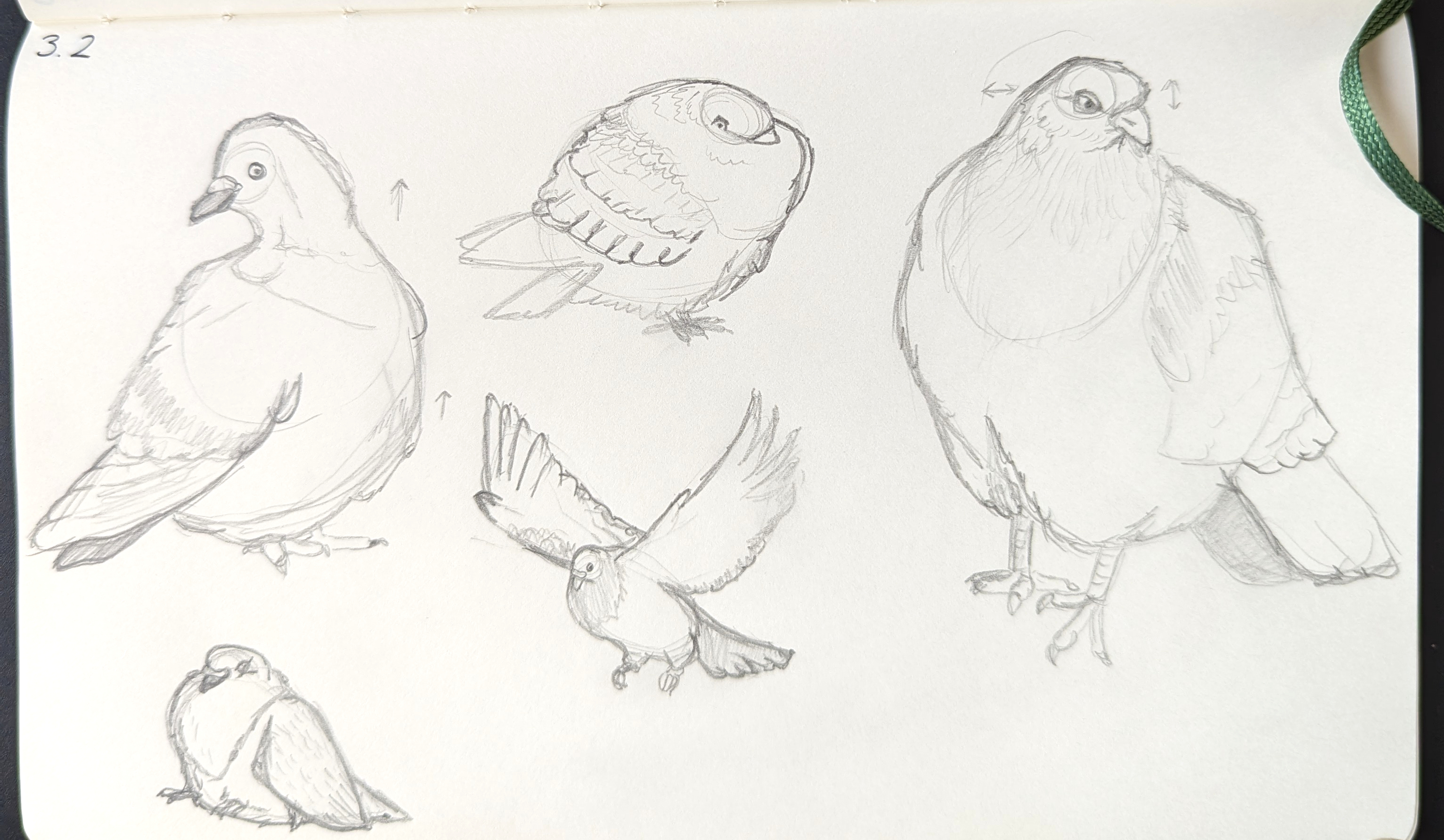 Quick pigeon sketches using references