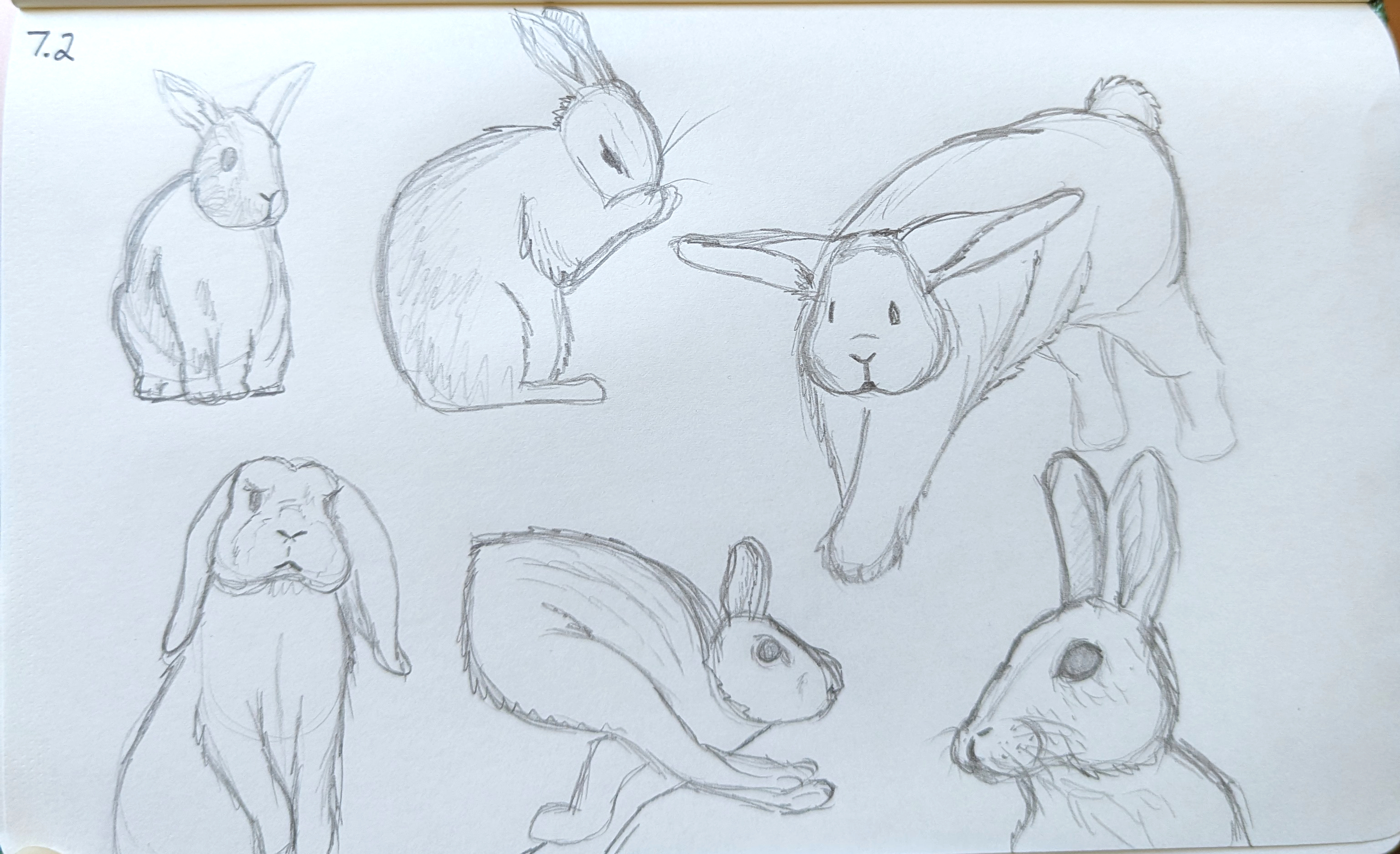 Rabbit sketches using references in a sketchbook.